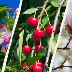 A kertészek 8 olyan fát neveztek meg, amelyeket ősszel nem szabad megmetszeni A kertészek 8 olyan fát neveztek meg, amelyeket ősszel nem