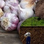 A téli fokhagyma nem szereti: kertész felfedezte a tökéletes ágyás titkát a télre A téli fokhagyma nem szereti: kertész felfedezte a tökéletes ágyás