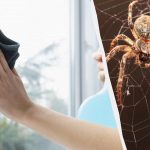 Egy termék fényesre tisztítja az ablakokat és megszabadul a pókoktól: egy szokatlan életrevaló ötlet Egy termék fényesre tisztítja az ablakokat és megszabadul a pókoktól:
