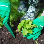 Mikor kell ősszel szamócát ültetni, hogy tavasszal bogyókat szedjen: fontos szabályok Mikor kell ősszel szamócát ültetni, hogy tavasszal bogyókat szedjen: fontos