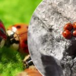 Repülőgépekről tenyésztik és dobják le: a sáskák után új kártevő támadja Ukrajnát Repülőgépekről tenyésztik és dobják le: a sáskák után új kártevő