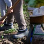 Vetési naptár 2025 szeptemberére: mit kell tenni a kertben és a zöldségeskertben Vetési naptár 2025 szeptemberére: mit kell tenni a kertben és